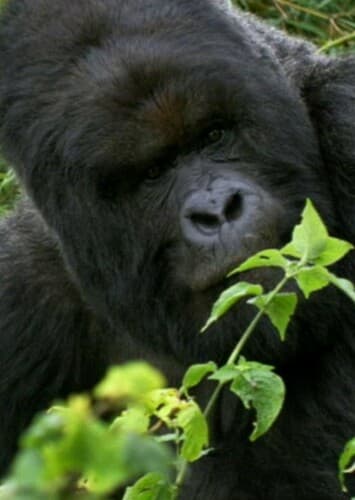 Mountain Gorilla