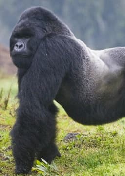 Mountain Gorilla