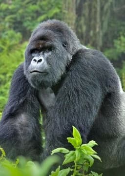 Mountain Gorilla