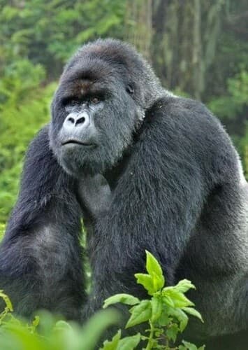 Mountain Gorilla