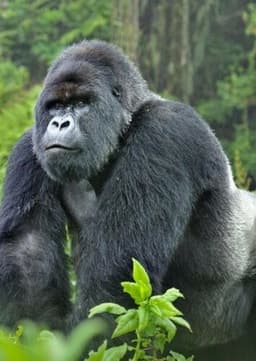 Mountain Gorilla