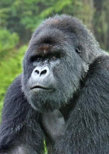 Mountain Gorilla