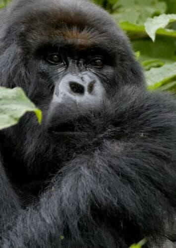 Mountain Gorilla