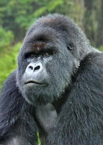 Mountain Gorilla