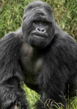 Mountain Gorilla