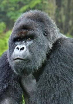 Mountain Gorilla