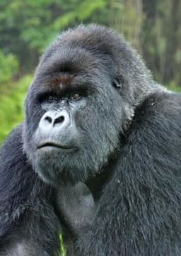 Mountain Gorilla