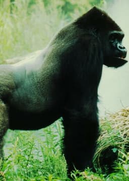 Mountain Gorilla