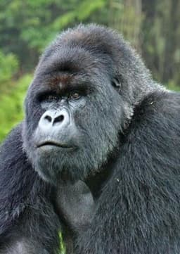 Mountain Gorilla