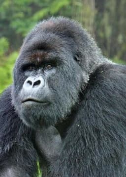 Mountain Gorilla