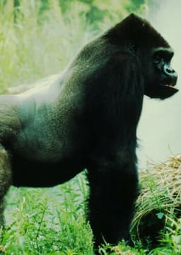 Mountain Gorilla