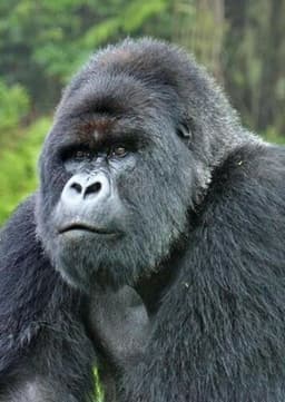 Mountain Gorilla