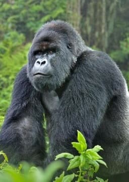 Mountain Gorilla
