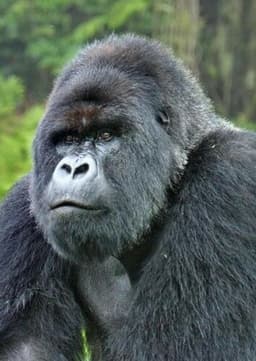 Mountain Gorilla