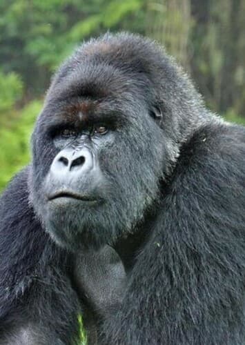 Mountain Gorilla