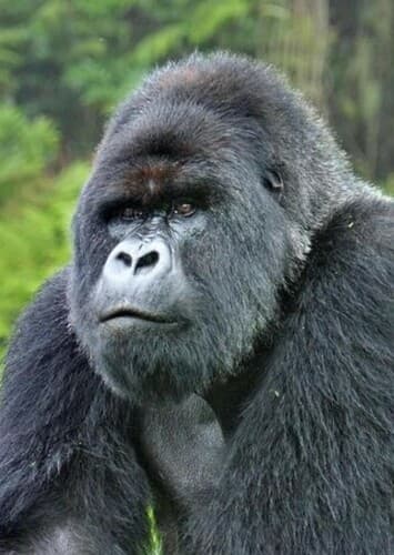 Mountain Gorilla