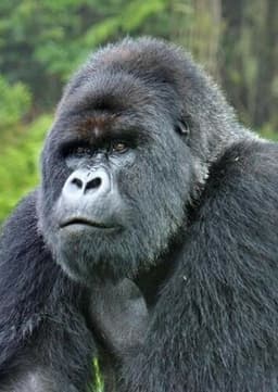 Mountain Gorilla
