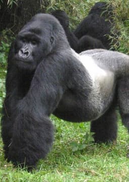 Mountain Gorilla
