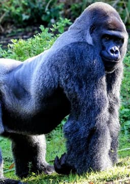 Mountain Gorilla