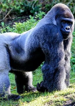 Mountain Gorilla