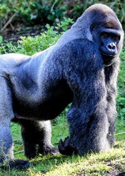 Mountain Gorilla