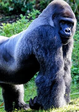 Mountain Gorilla