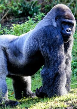 Mountain Gorilla