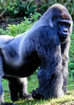 Mountain Gorilla