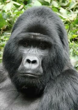 Mountain Gorilla