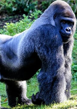 Mountain Gorilla