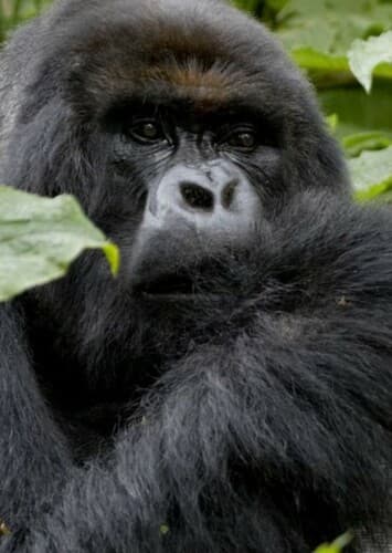 Mountain Gorilla