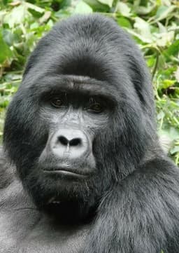 Mountain Gorilla