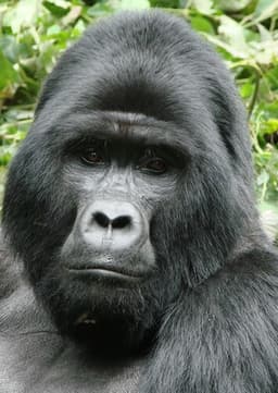 Mountain Gorilla