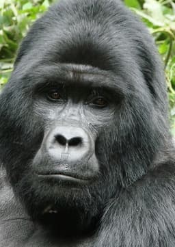 Mountain Gorilla