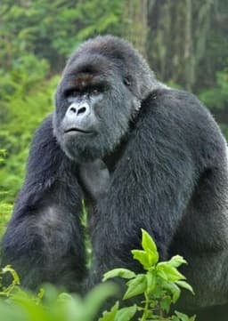 Mountain Gorilla