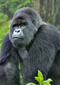 Mountain Gorilla
