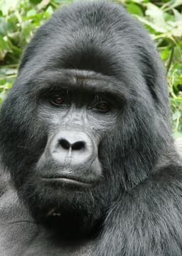 Mountain Gorilla
