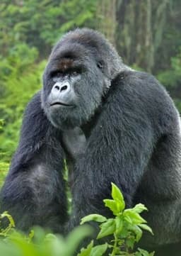 Mountain Gorilla