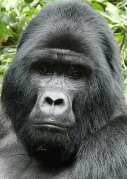 Mountain Gorilla