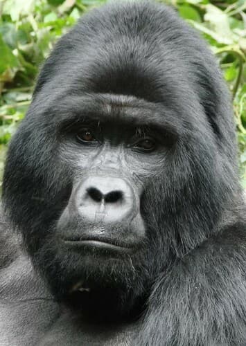 Mountain Gorilla