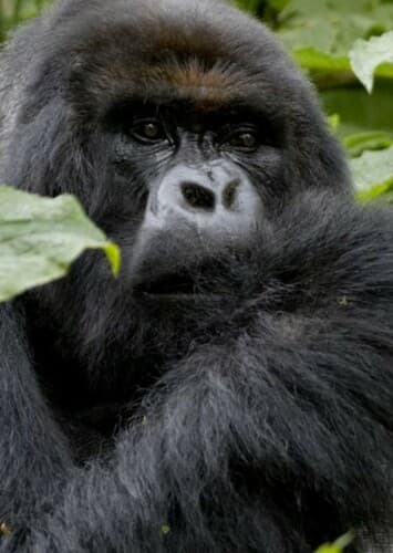 Mountain gorilla