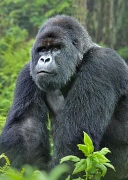 Mountain Gorilla