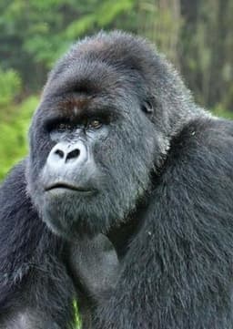 Mountain Gorilla