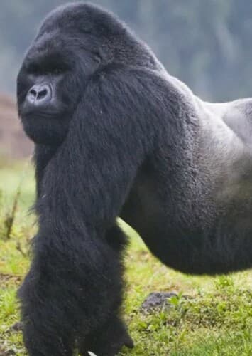 Mountain Gorilla