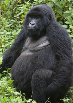 Mountain Gorilla
