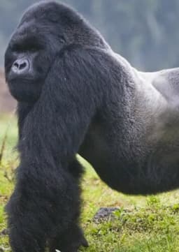 Mountain Gorilla