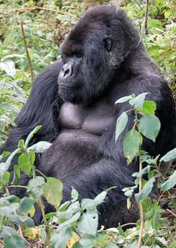 Mountain Gorilla