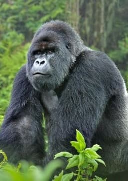 Mountain Gorilla
