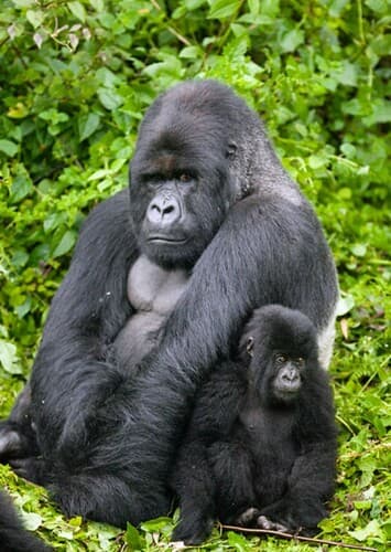 Mountain Gorilla
