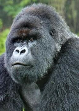 Mountain Gorilla